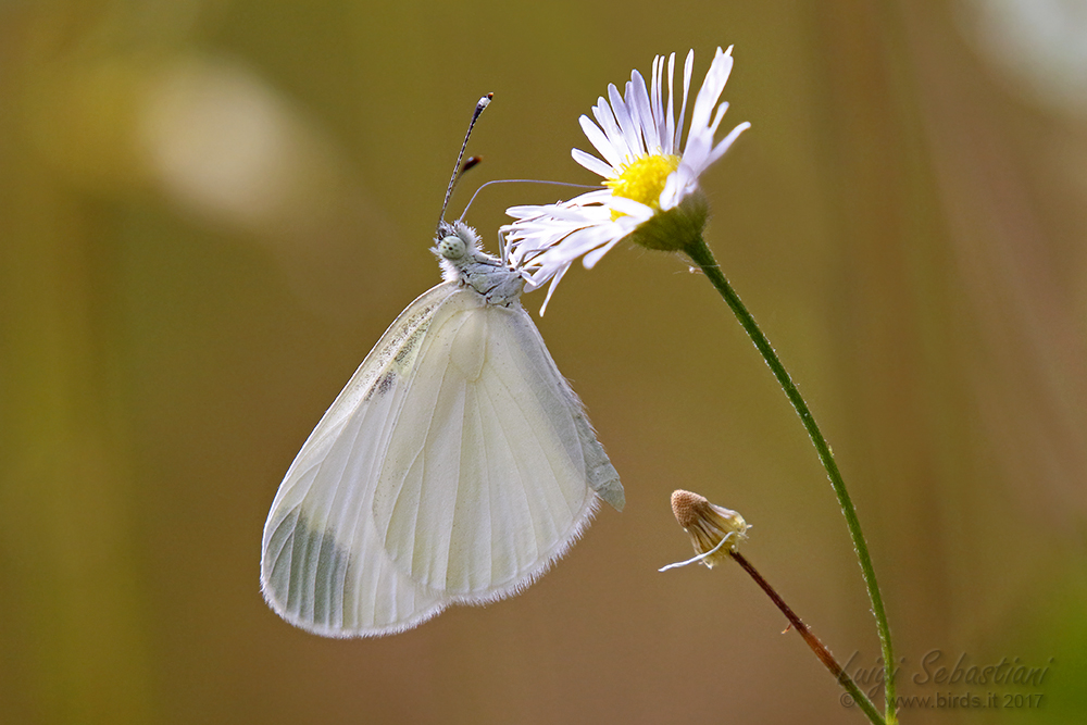 Leptidea sinapis
